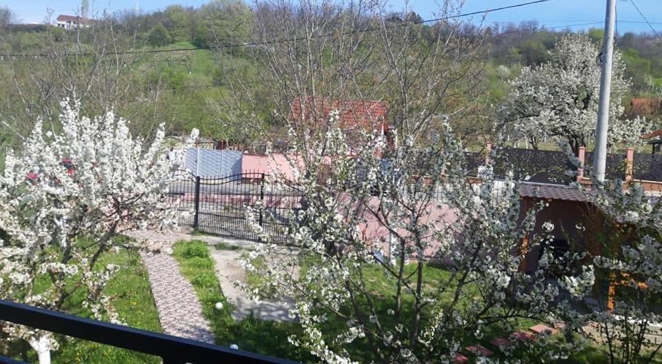 Casa Liana Hotel Oradea Buitenkant foto